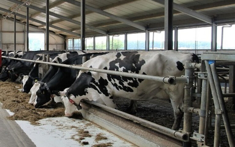 Para Peternak Apresiasi Kebijakan Pemerintah Wajibkan Industri Serap Susu Sapi Rakyat