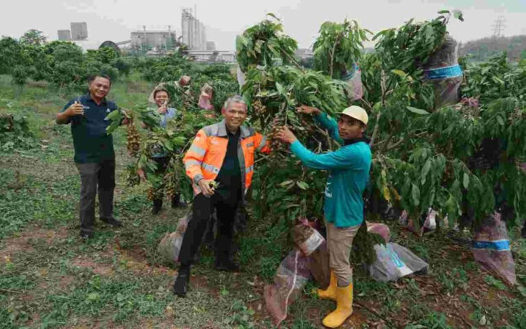 SG dan Petani SGSP Panen Kelengkeng dan Durian di Kebun Hortikultura Pabrik Rembang
