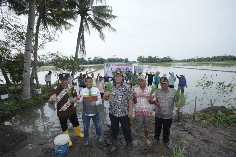 SBI Bersama Pemkab Cilacap Dukung Riset Padi Biosalin 2