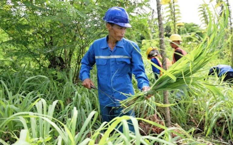 Budidaya Serai Wangi, SIG Bangun Ekosistem Keberlanjutan di Pabrik Narogong