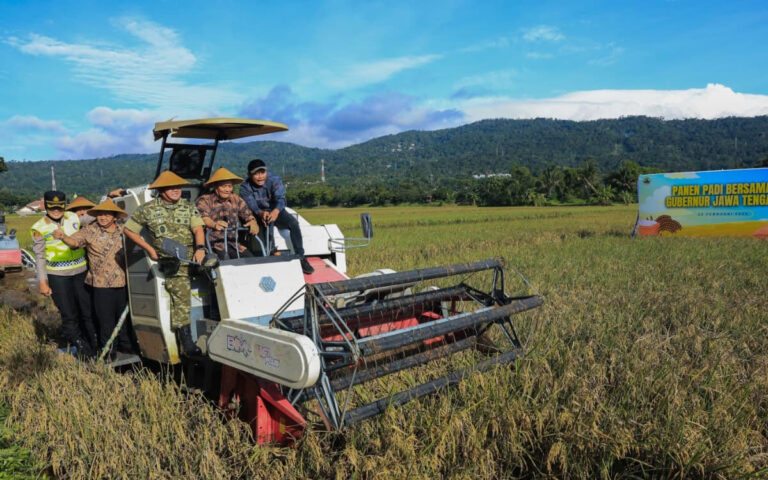 Panen Raya Padi di Jateng Januari-Maret 2026 Bakal Capai 3,35 Juta Ton GKG