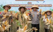 Taj Yasin Hadiri Panen Raya Jagung Serentak