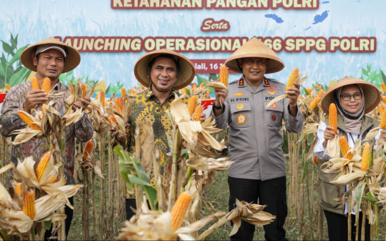 Taj Yasin Hadiri Panen Raya Jagung Serentak
