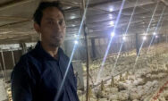 Inovasi eBro Undip, Teknologi Peternakan Ayam Broiler Berbasis Internet